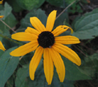 showy black-eyed susan